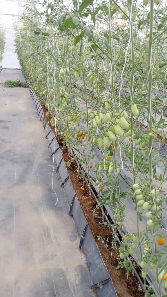 our cherry tomato